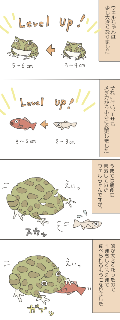 カエルのイラスト1