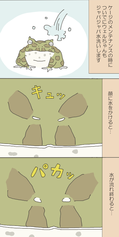 カエルのイラスト２