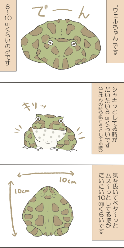カエルのイラスト