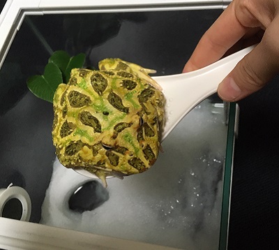 しゃもじの上に乗るウェルちゃん