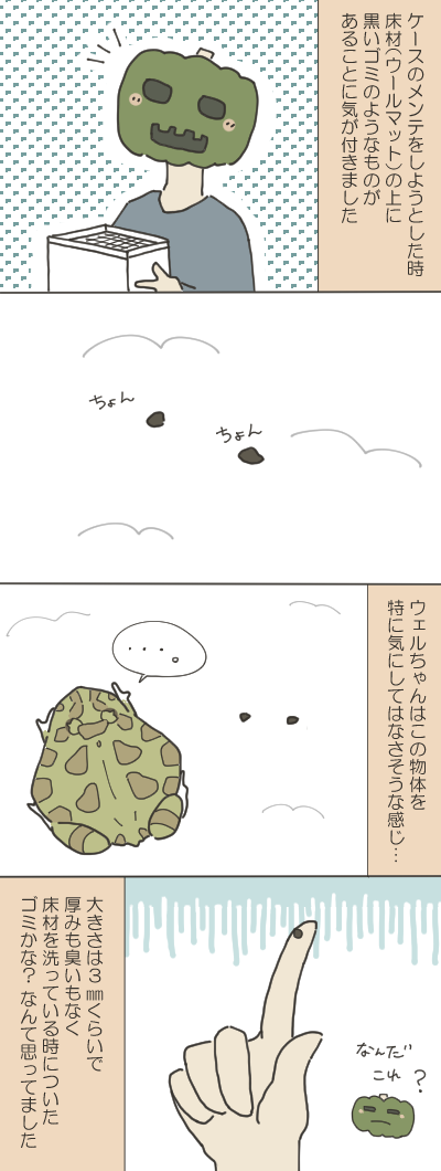 カエルのイラスト1