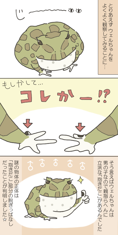 カエルのイラスト２