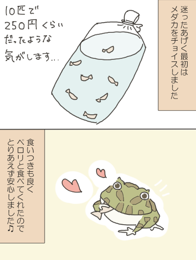 カエルのイラスト２