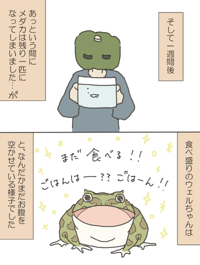 カエルのイラスト3