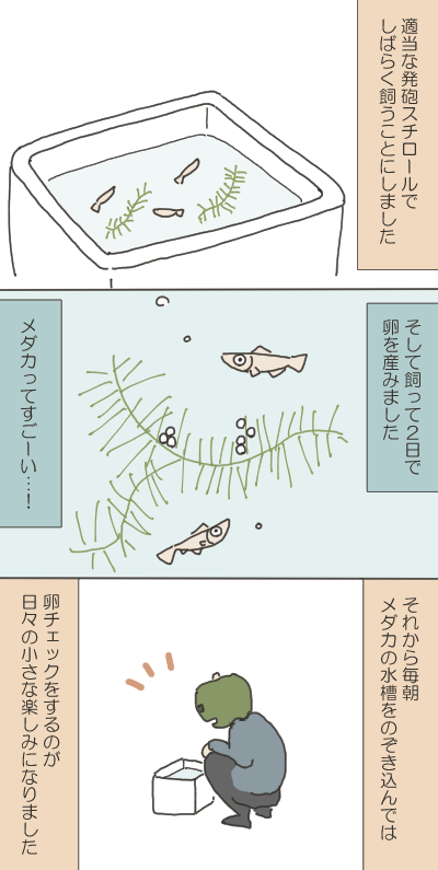 カエルのイラスト1